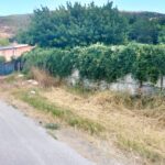 canile teramo 1