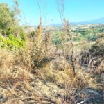 canile teramo 4